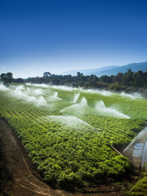 HDPE Sprinkler Pipe Fittings – Benefits, Types & Irrigation Uses