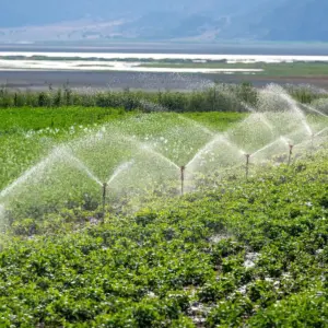 Sprinkler irrigation lateral pipe showing pressure drop and uneven water distribution at field end