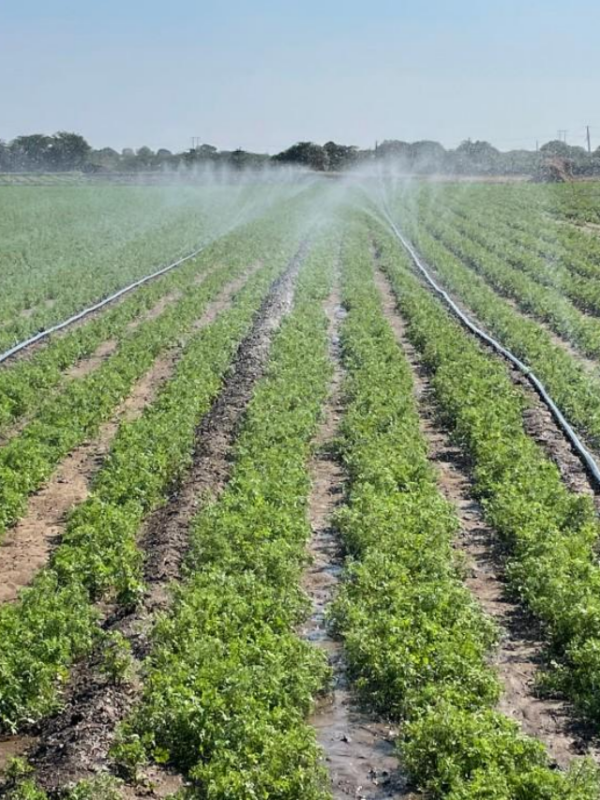 Reasons Farmers Prefer HDPE Sprinkler Systems in 2026