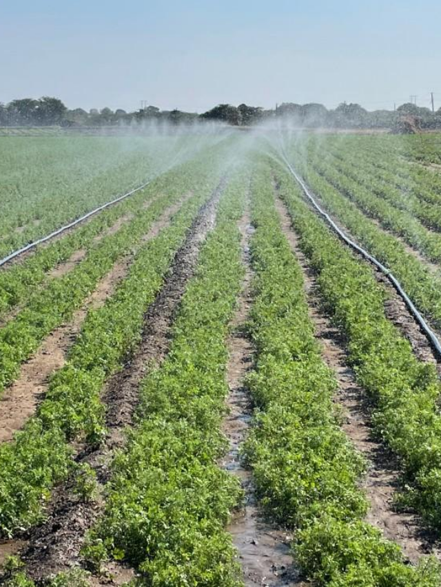 Reasons Farmers Prefer HDPE Sprinkler Systems in 2026